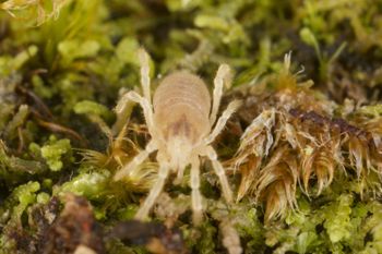 Media type: image;   Invertebrate Zoology 29554